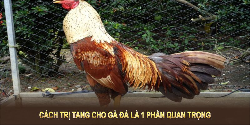 Cách trị tang cho gà đá là 1 phần quan trọng trong khâu chăm sóc