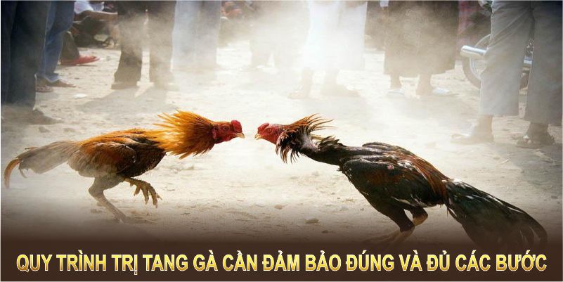 Quy trình trị tang gà cần đảm bảo đúng và đủ các bước 